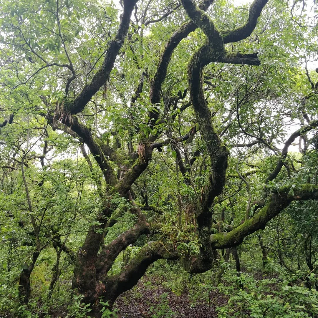 Gnarly trees ❤️