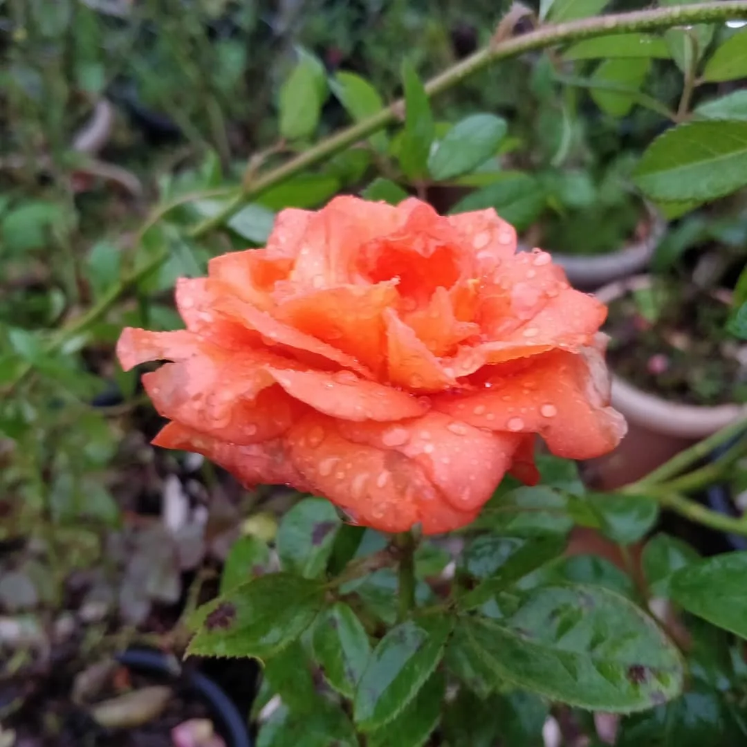 कुछ फूल बगीचे के

#flowers #mahabaleshwar
