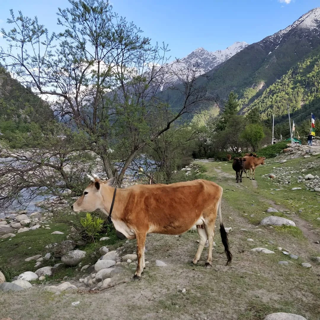 Is this a good spot to camp? We are surrounded on all sides by loud cows.