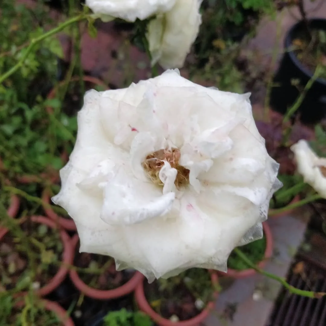 कुछ फूल बगीचे के

#flowers #mahabaleshwar