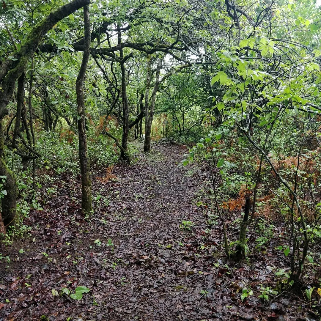 The woods are lovely, dark and deep