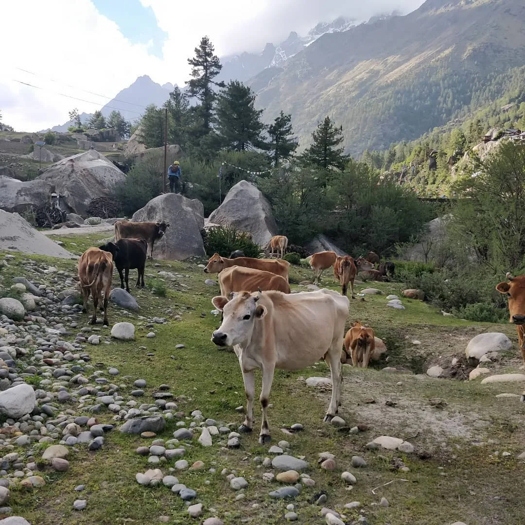 Is this a good spot to camp? We are surrounded on all sides by loud cows.