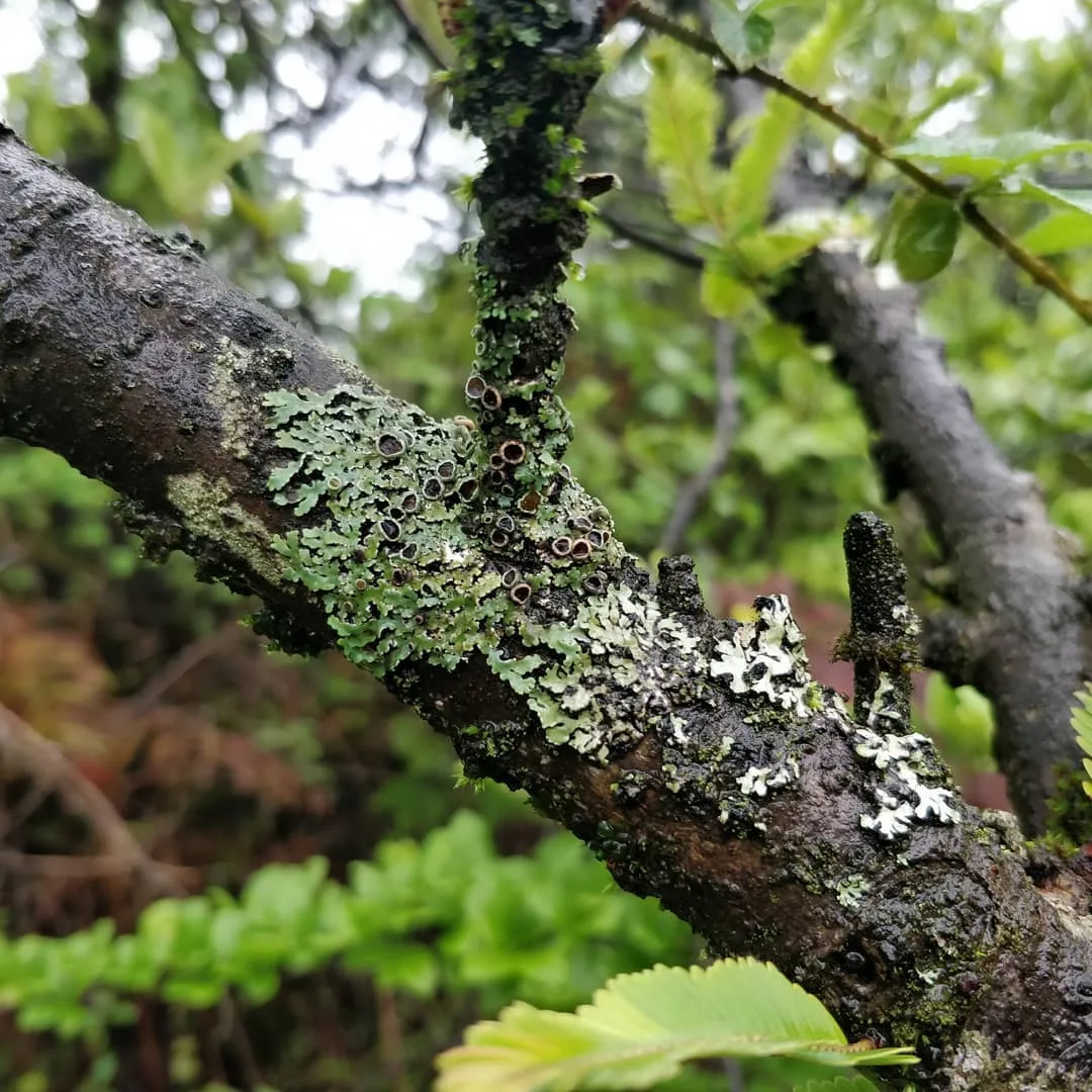 Like me, do you also fancy #moss, #litchen and #fungi?