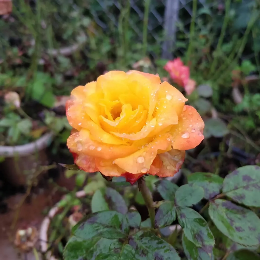 कुछ फूल बगीचे के

#flowers #mahabaleshwar
