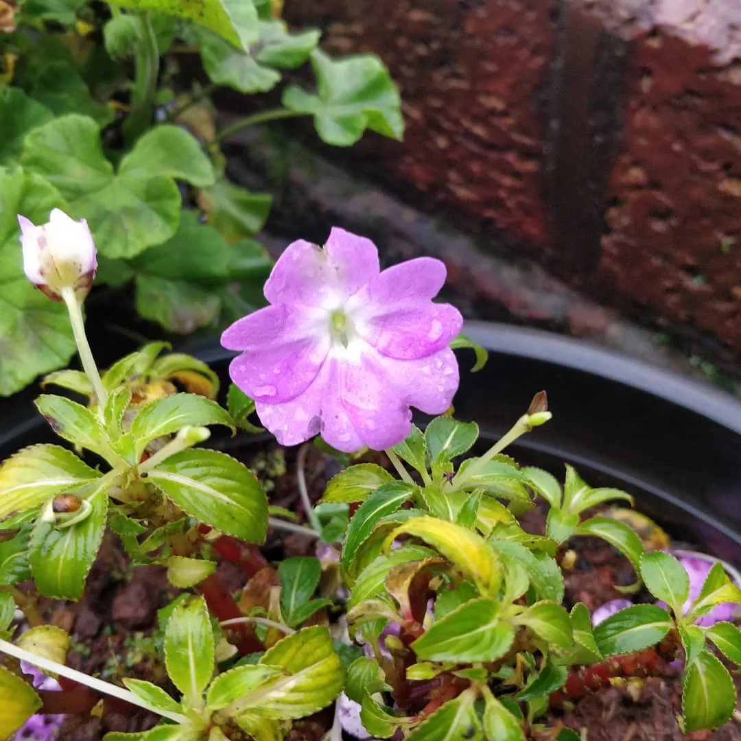 कुछ फूल बगीचे के

#flowers #mahabaleshwar