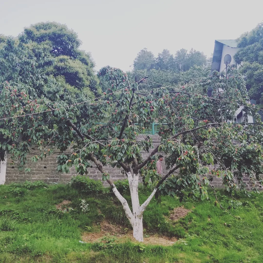 #cherry #trees 🍒