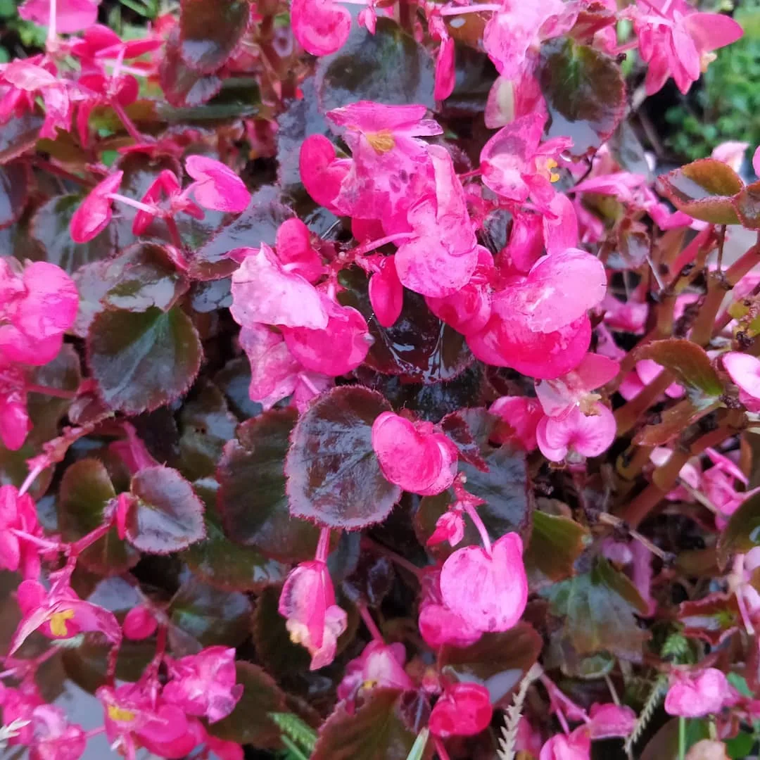कुछ फूल बगीचे के

#flowers #mahabaleshwar