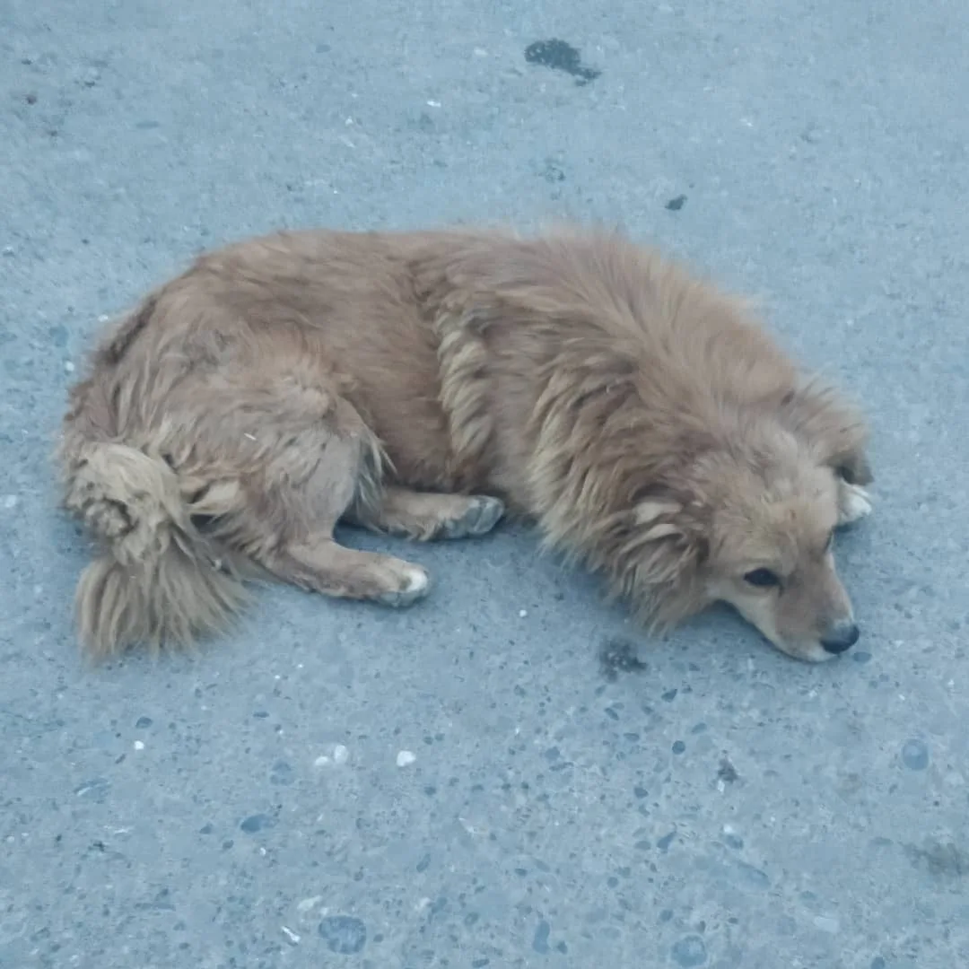The #dogs of #Tabo.

Some not so good boys fighting.