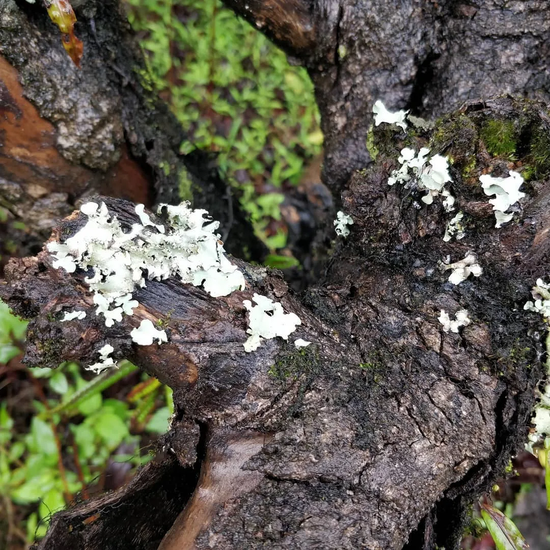 Like me, do you also fancy #moss, #litchen and #fungi?