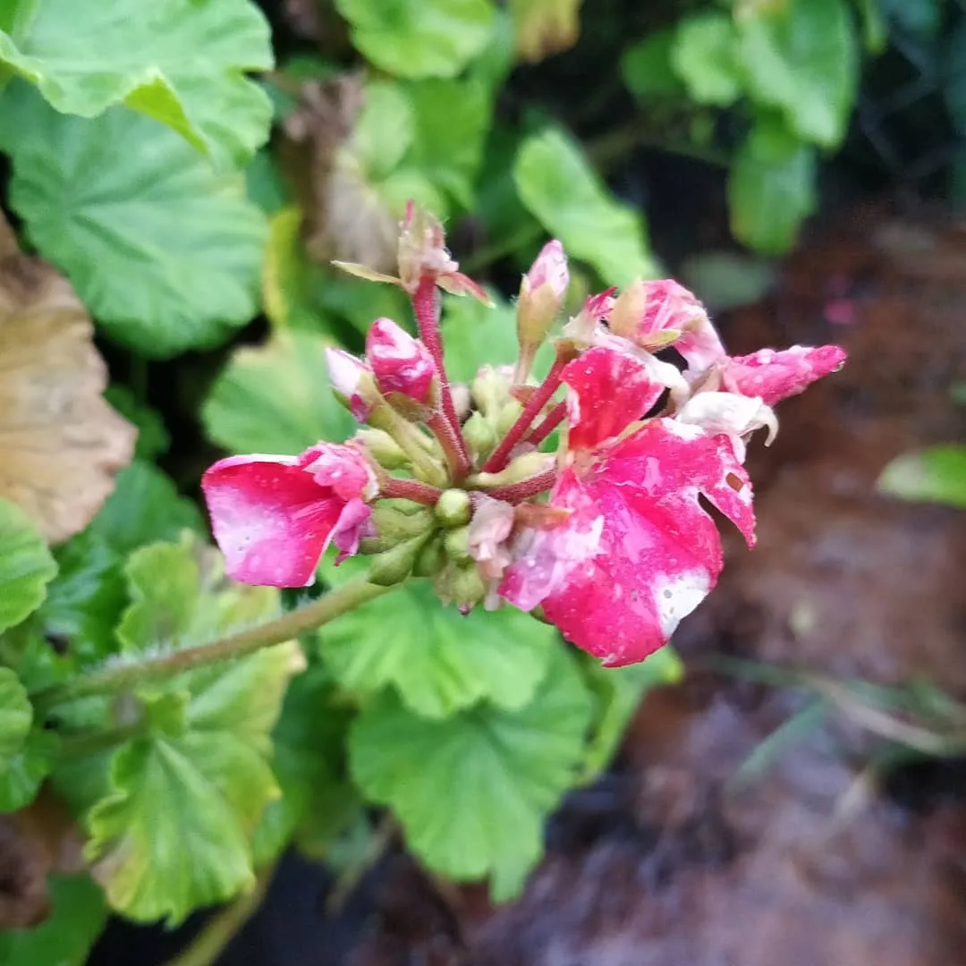 कुछ फूल बगीचे के

#flowers #mahabaleshwar