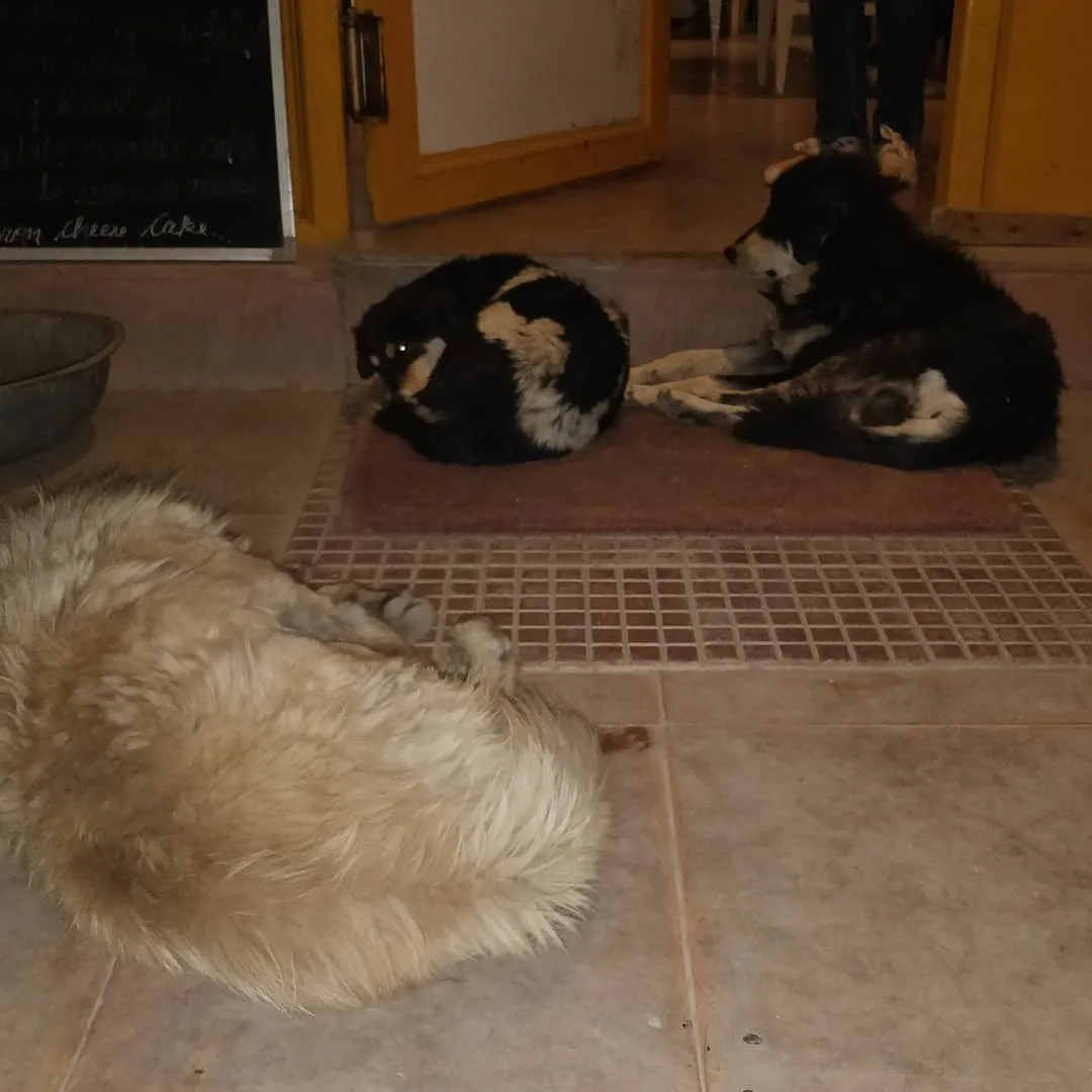The #dogs of #Kaza

#goodboy #dogsofinstagram