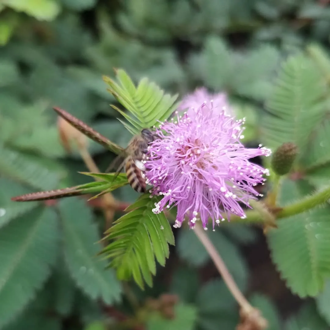 Busy buzzy #bees