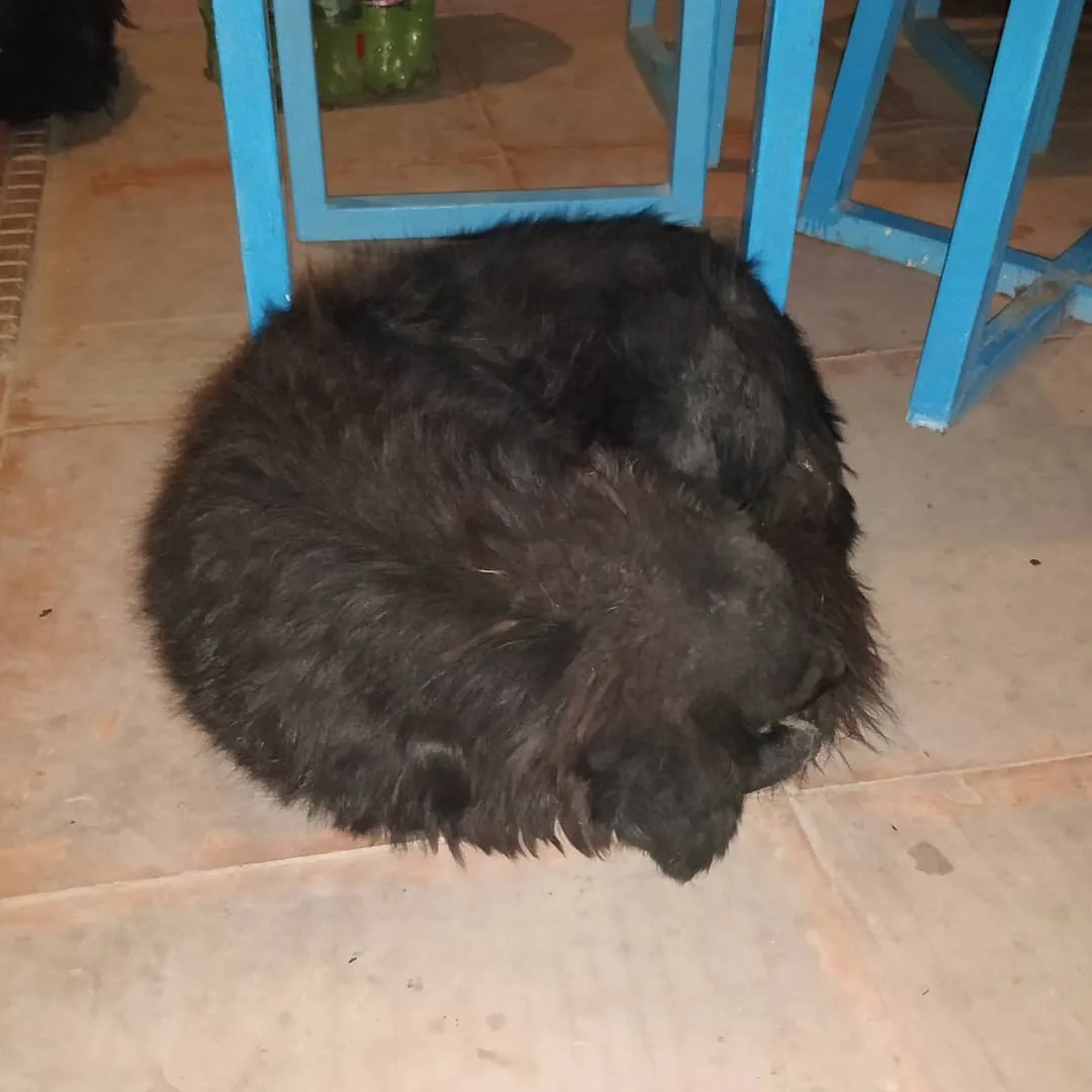 The #dogs of #Kaza

#goodboy #dogsofinstagram