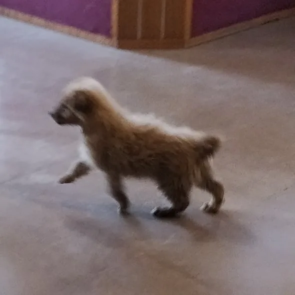 The #dogs of #Kaza

#goodboy #dogsofinstagram
