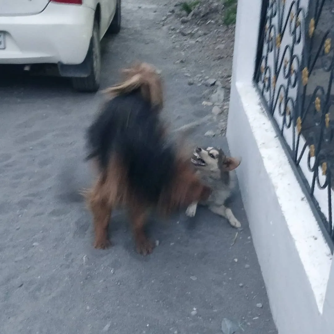 The #dogs of #Tabo.

Some not so good boys fighting.