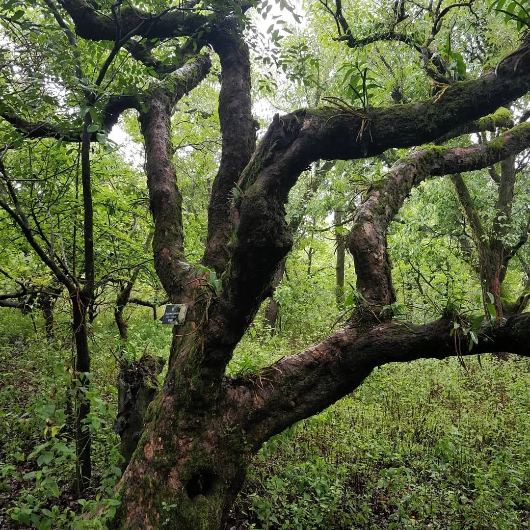 Gnarly trees ❤️
