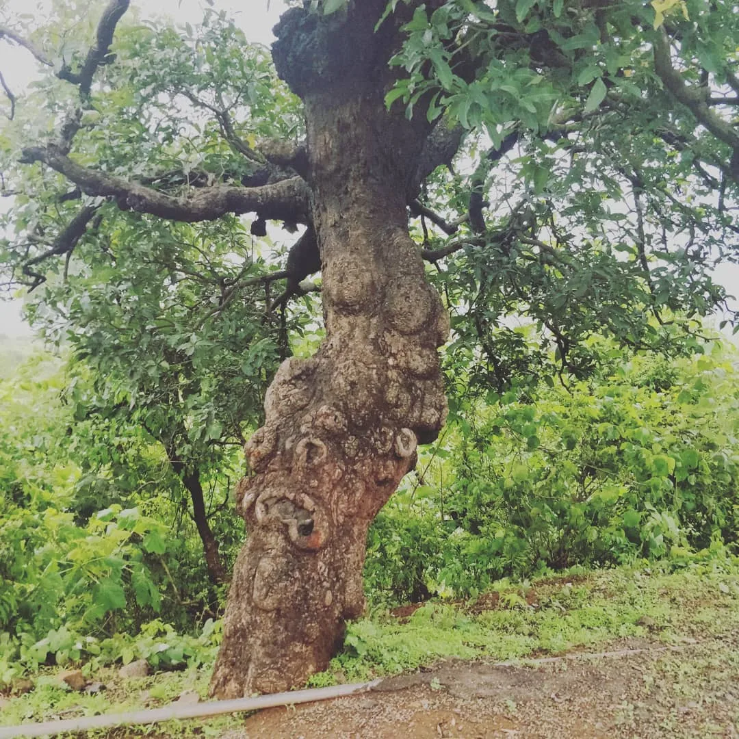 More #gnarly #trees to #haunt you at night