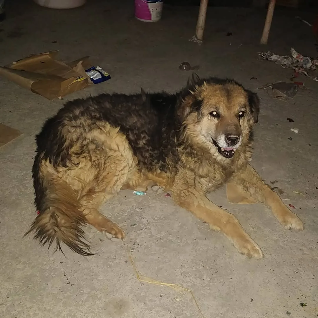 The #dogs of #Tabo.

Some not so good boys fighting.