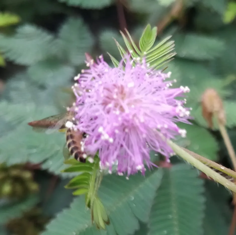 Busy buzzy #bees