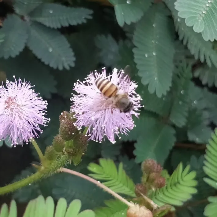 Busy buzzy #bees