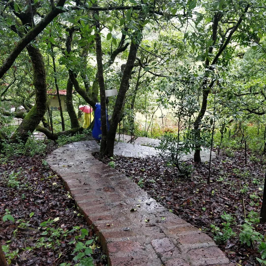 Down winding paths we find twisted trees