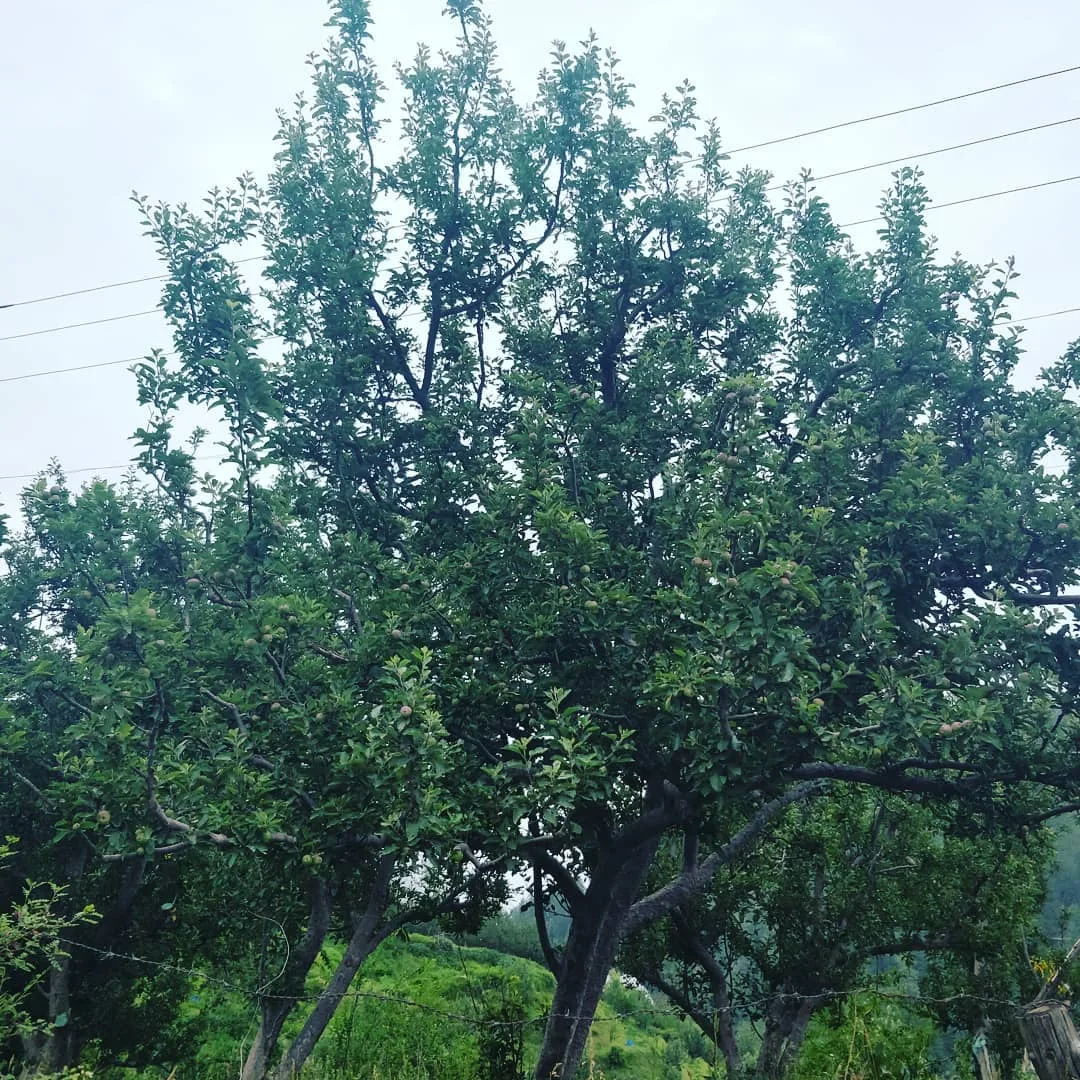 Not sure if apples or apricots. Would you know?