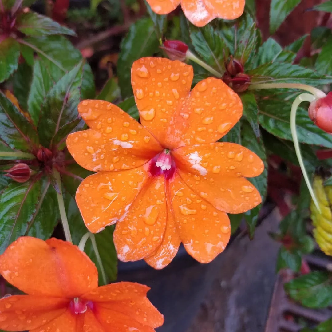 कुछ फूल बगीचे के

#flowers #mahabaleshwar