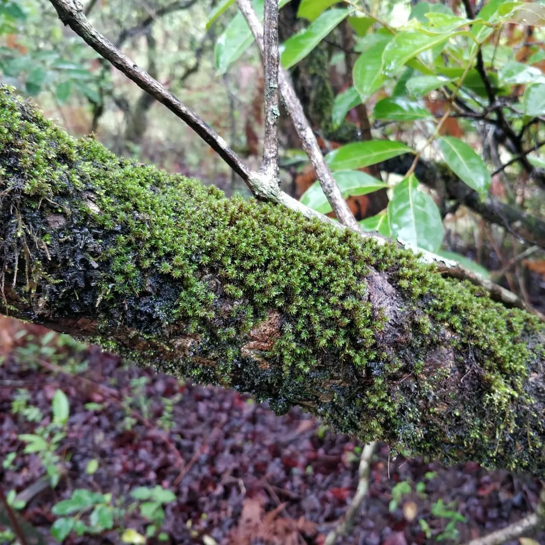 Like me, do you also fancy #moss, #litchen and #fungi?