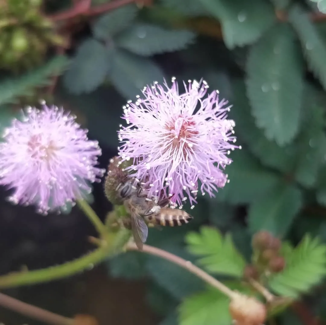 Busy buzzy #bees