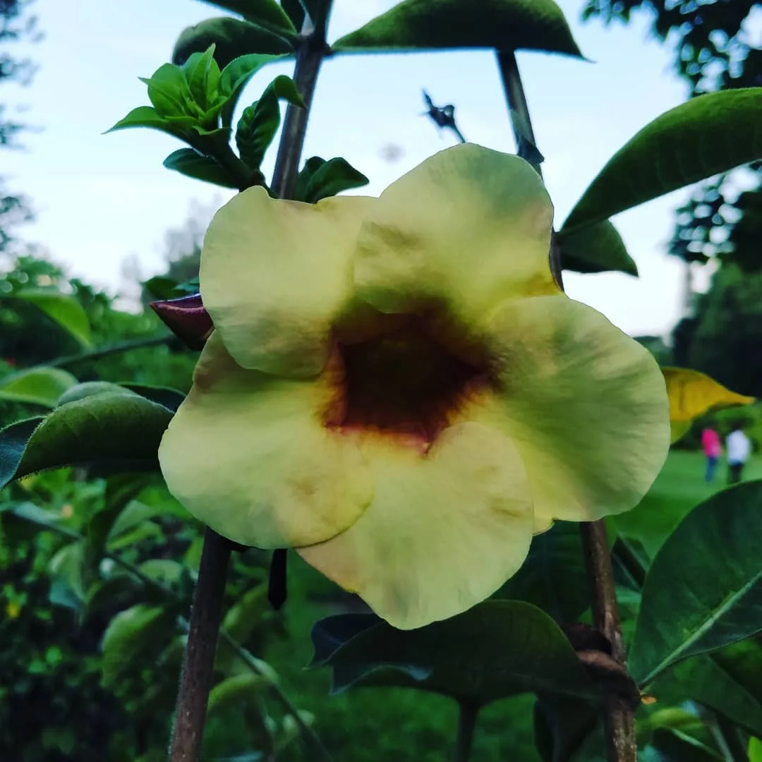 I was told to go see the #blooms at #CubbonPark. They were enchanting.