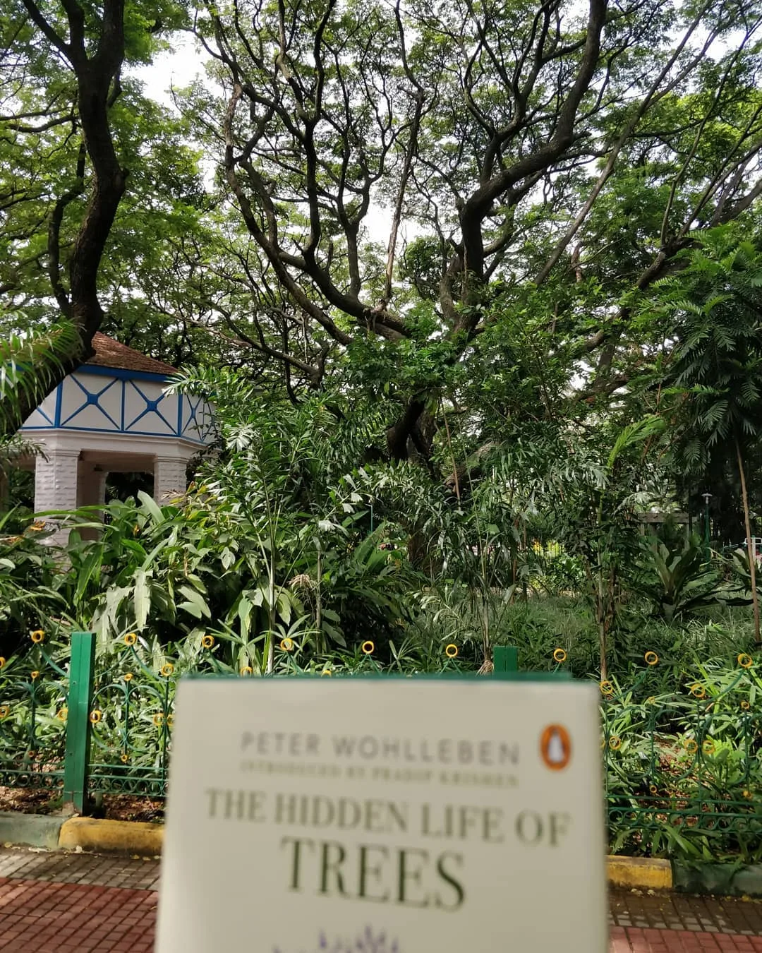 Sitting among trees. Reading about trees. The joys of a lazy #Bangalore morning.