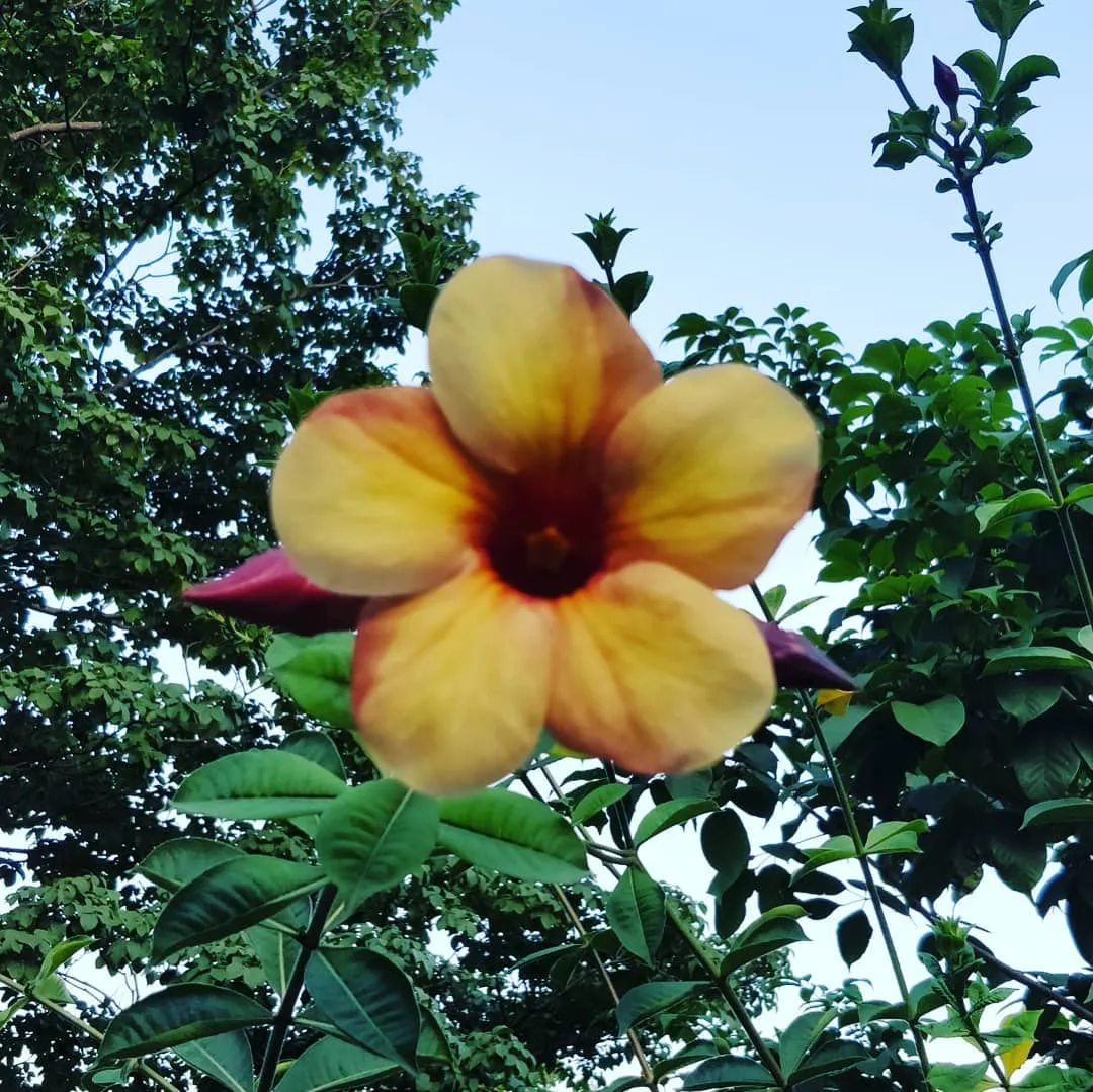 I was told to go see the #blooms at #CubbonPark. They were enchanting.