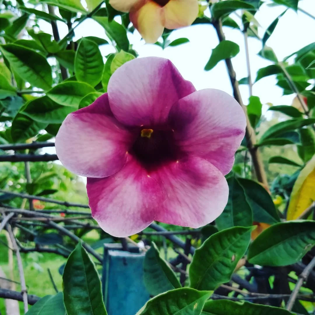 I was told to go see the #blooms at #CubbonPark. They were enchanting.
