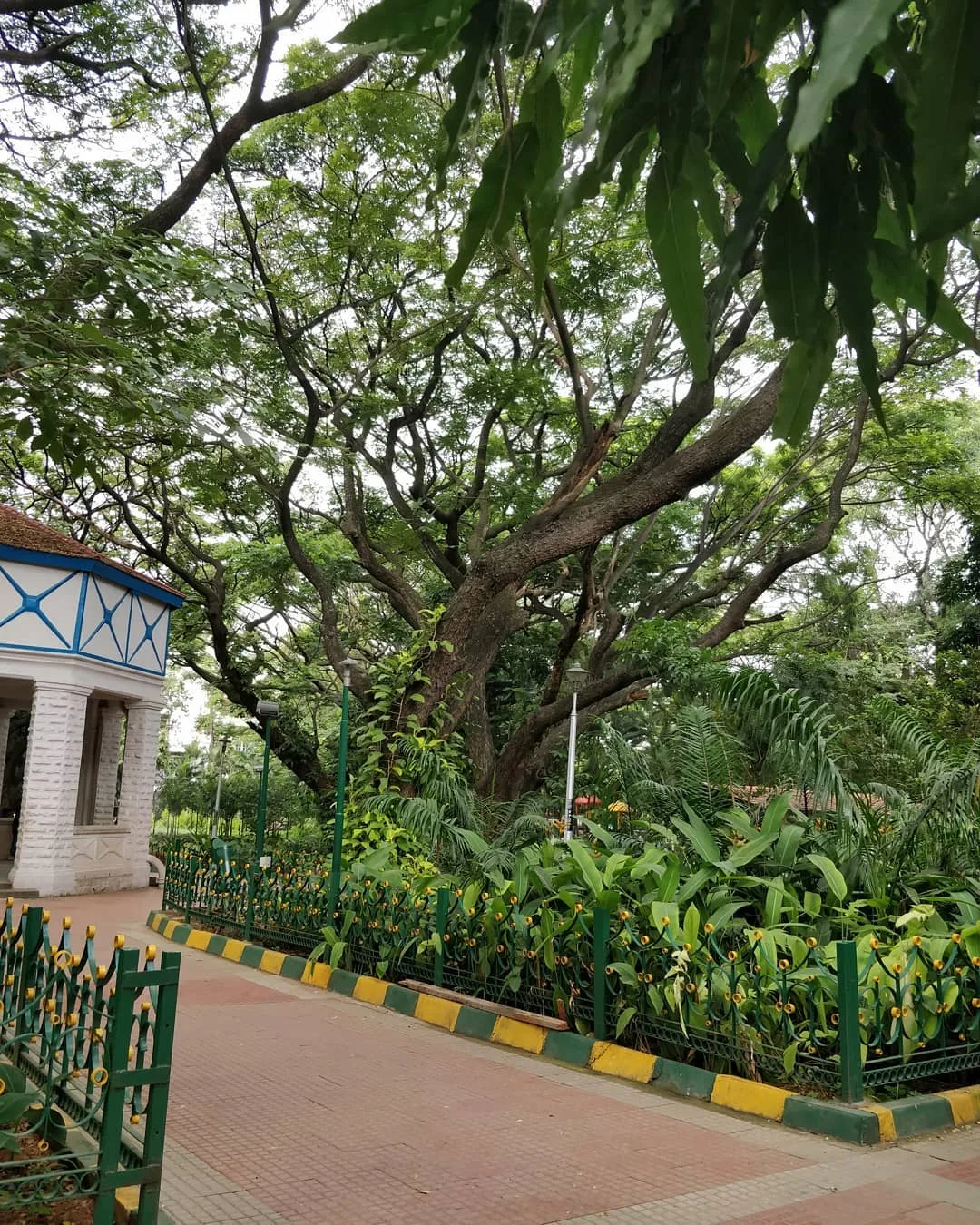 Sitting among trees. Reading about trees. The joys of a lazy #Bangalore morning.