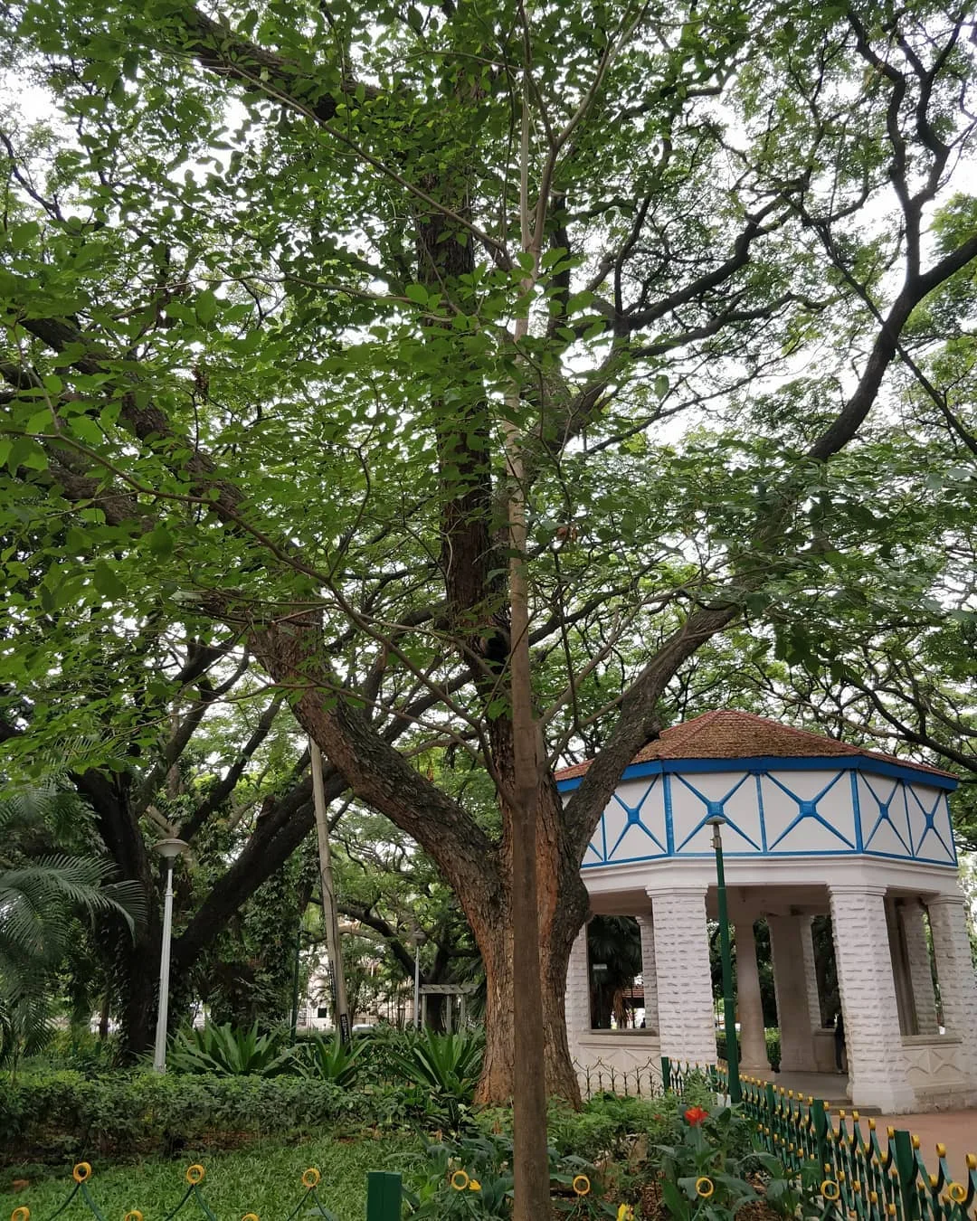 Sitting among trees. Reading about trees. The joys of a lazy #Bangalore morning.
