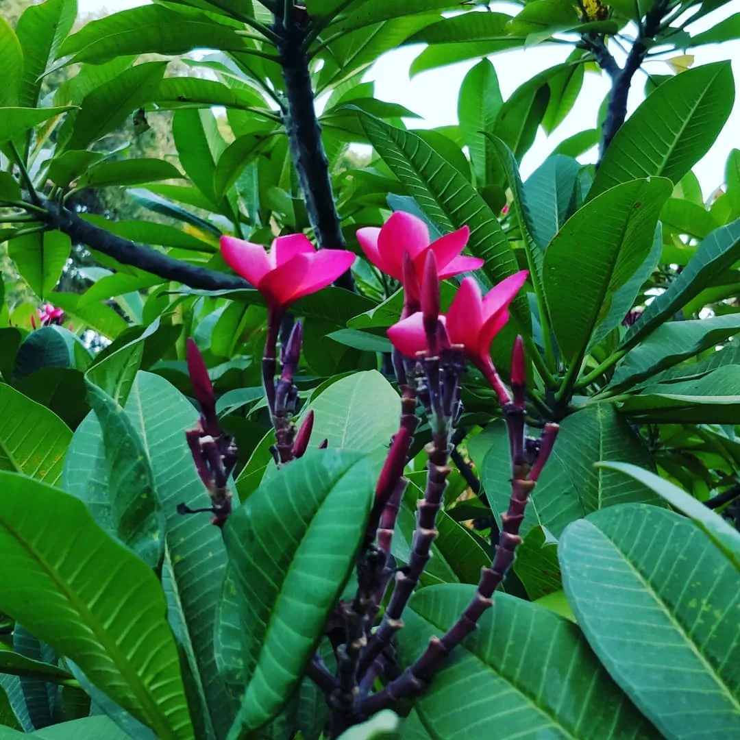 I was told to go see the #blooms at #CubbonPark. They were enchanting.