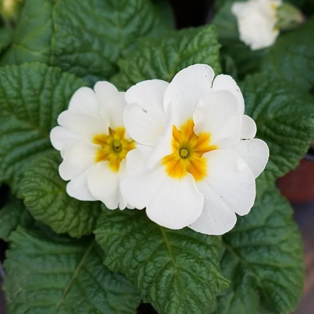 #Destressing in the middle of a busy day with #beautiful #memories of #flowers.

#flower #flores #macro #floral #flowersofinstagram #flowerstagram
