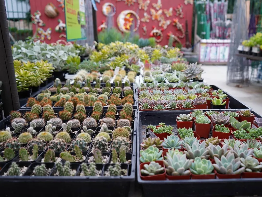 #flowersofinstagram #floral #flowers #flower #flowerstagram #floralarrangement #succulents #succulentsofinstagram