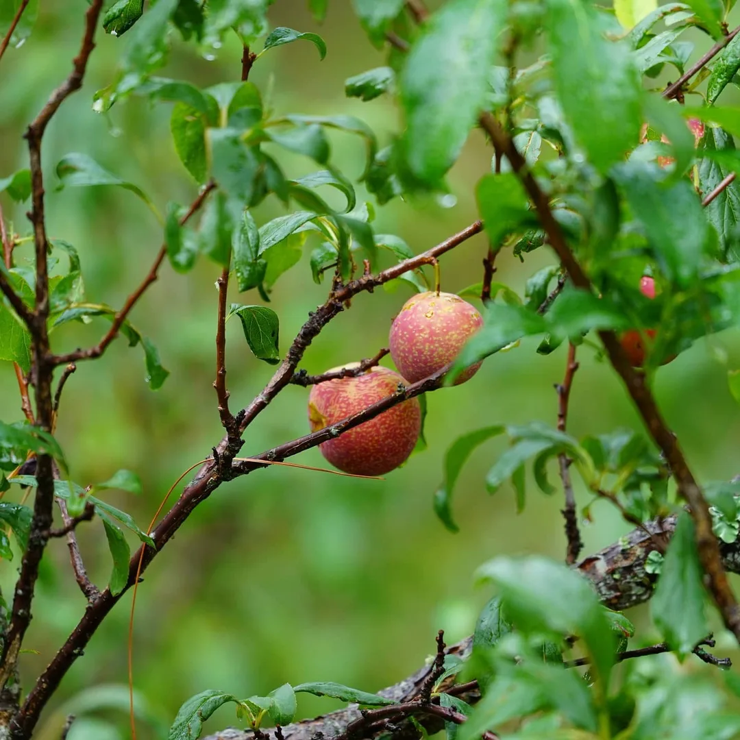 All fruits