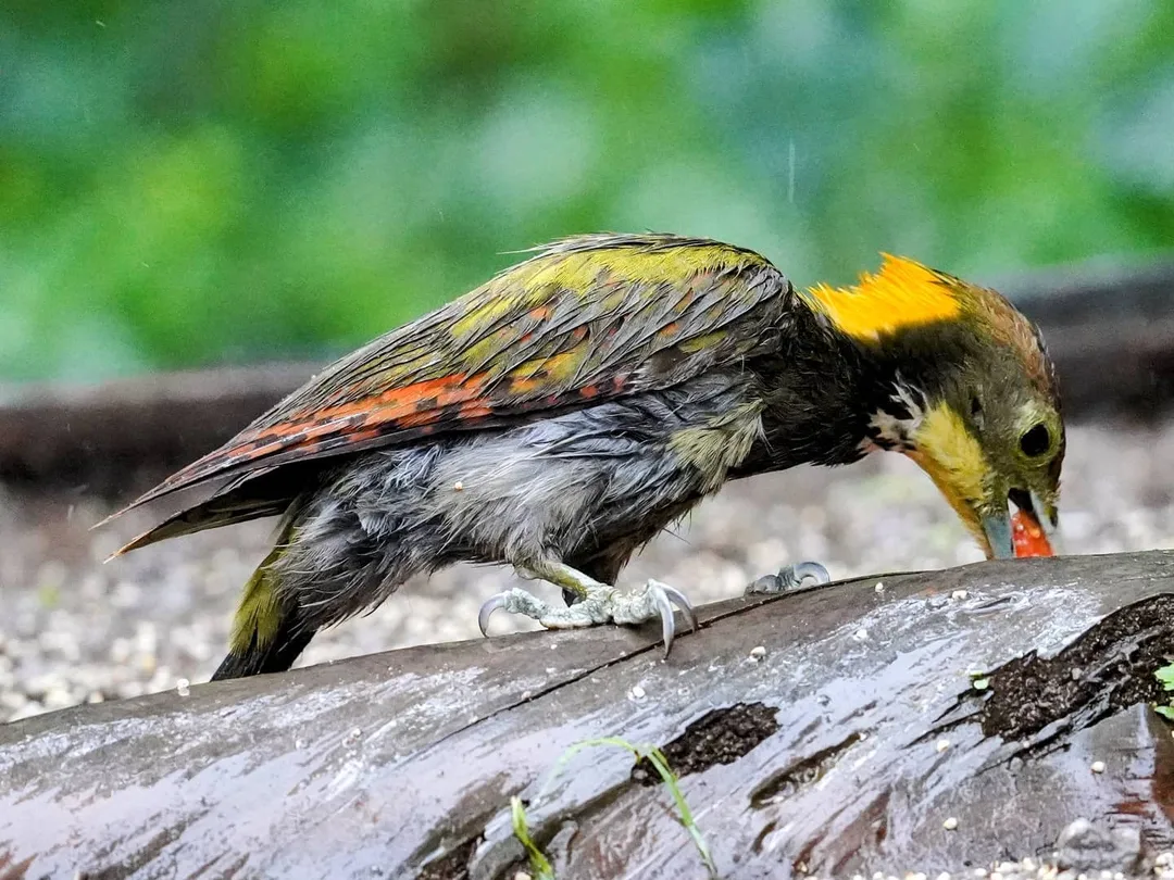See, bite, gobble.

These pictures of the lesser yellowpane were taken at what is called a "hide". After all the traipsing through rainy Uttarakhand forests with leeches and bugs h