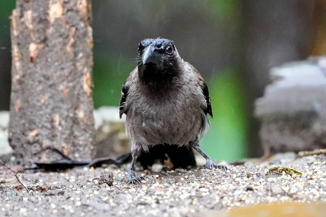 Not your ordinary crow. This is the Grey Treepie.