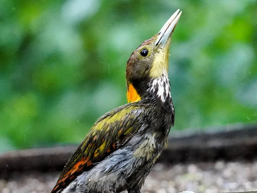 See, bite, gobble.

These pictures of the lesser yellowpane were taken at what is called a "hide". After all the traipsing through rainy Uttarakhand forests with leeches and bugs h