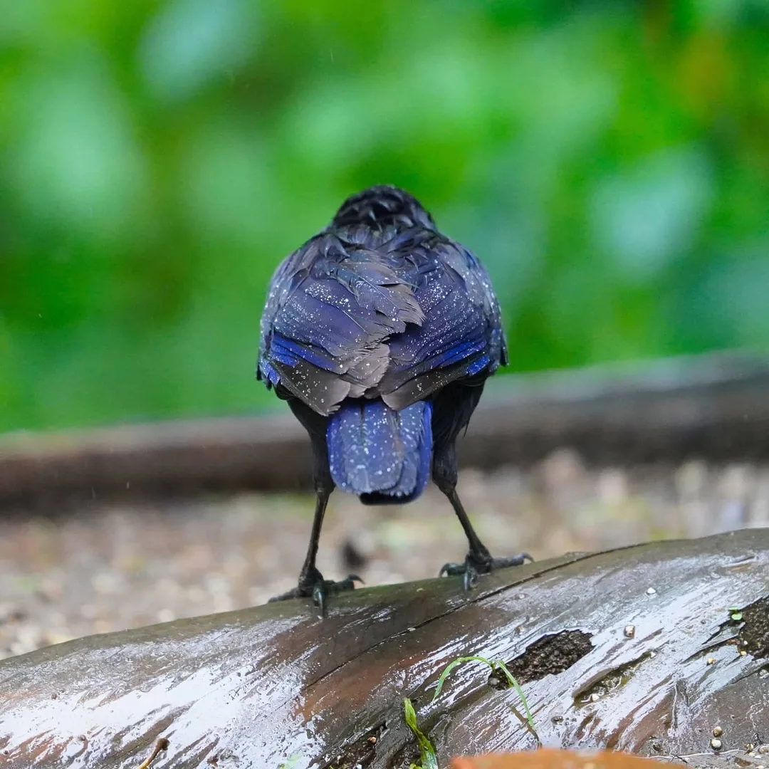 Blue Whisting-thrush. Again, not a crow as you might assume.