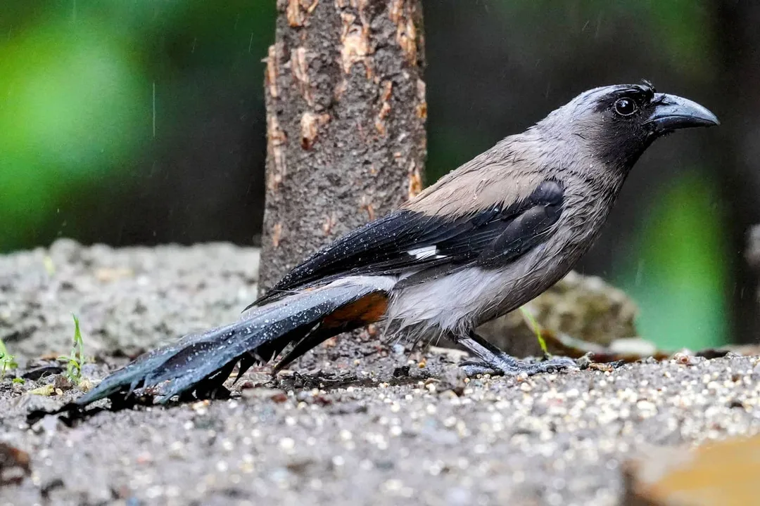 Not your ordinary crow. This is the Grey Treepie.