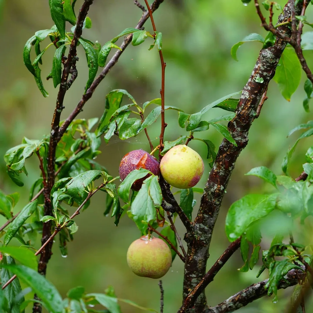 All fruits
