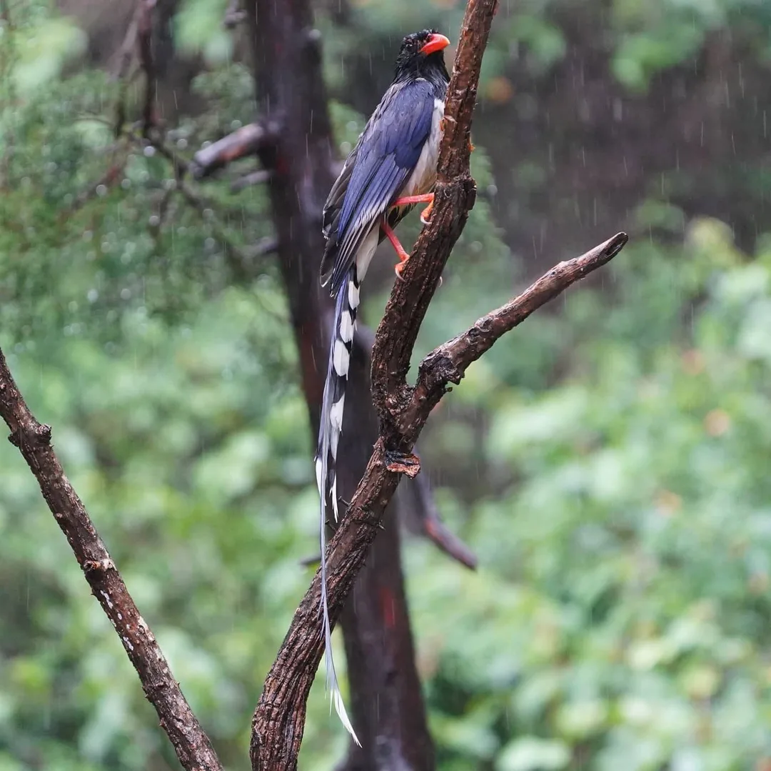 Did you think I'm done with his majesty the Magpie? You thought wrong.