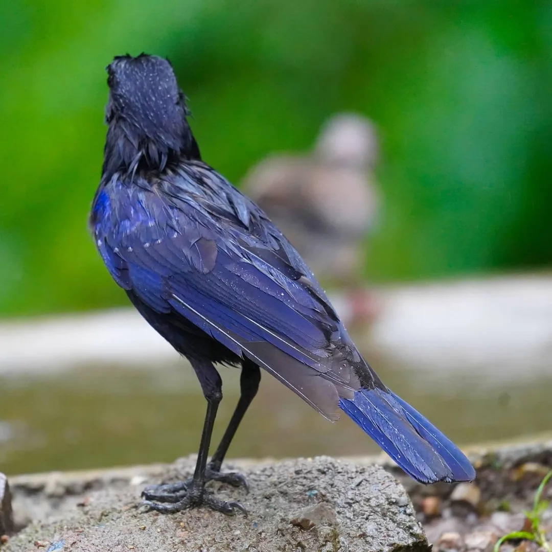 Blue Whisting-thrush. Again, not a crow as you might assume.