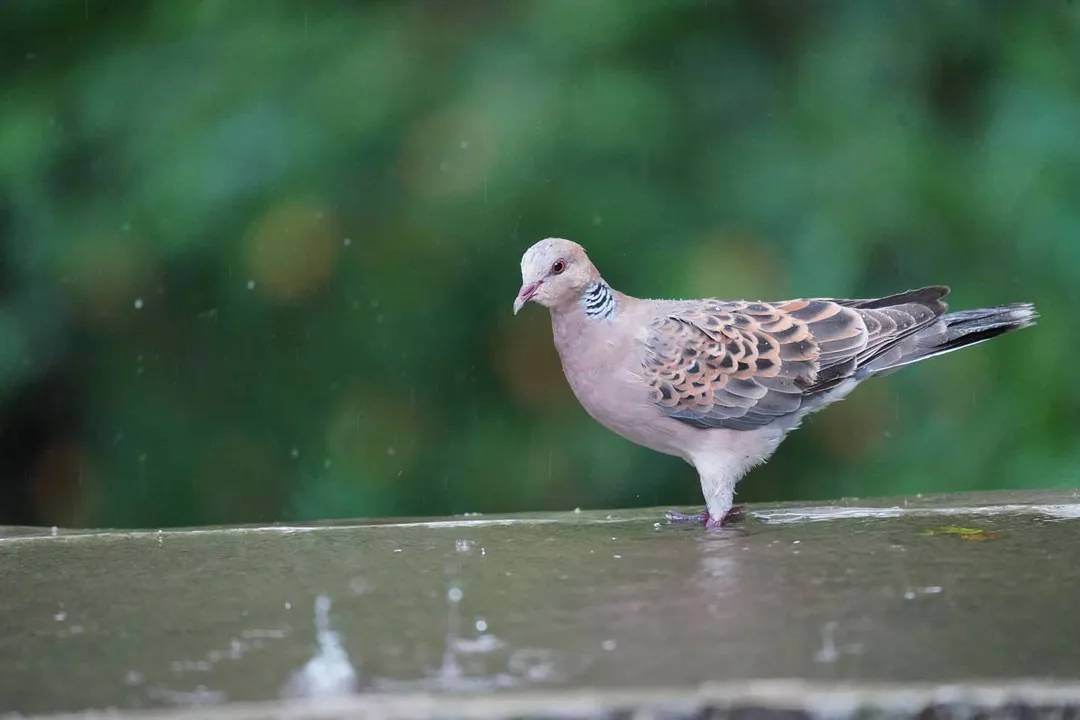 I'll be walking.
Walking in the rain.

The Oriental Turtle Dove. Who names these things? Isn't कबूतर enough?