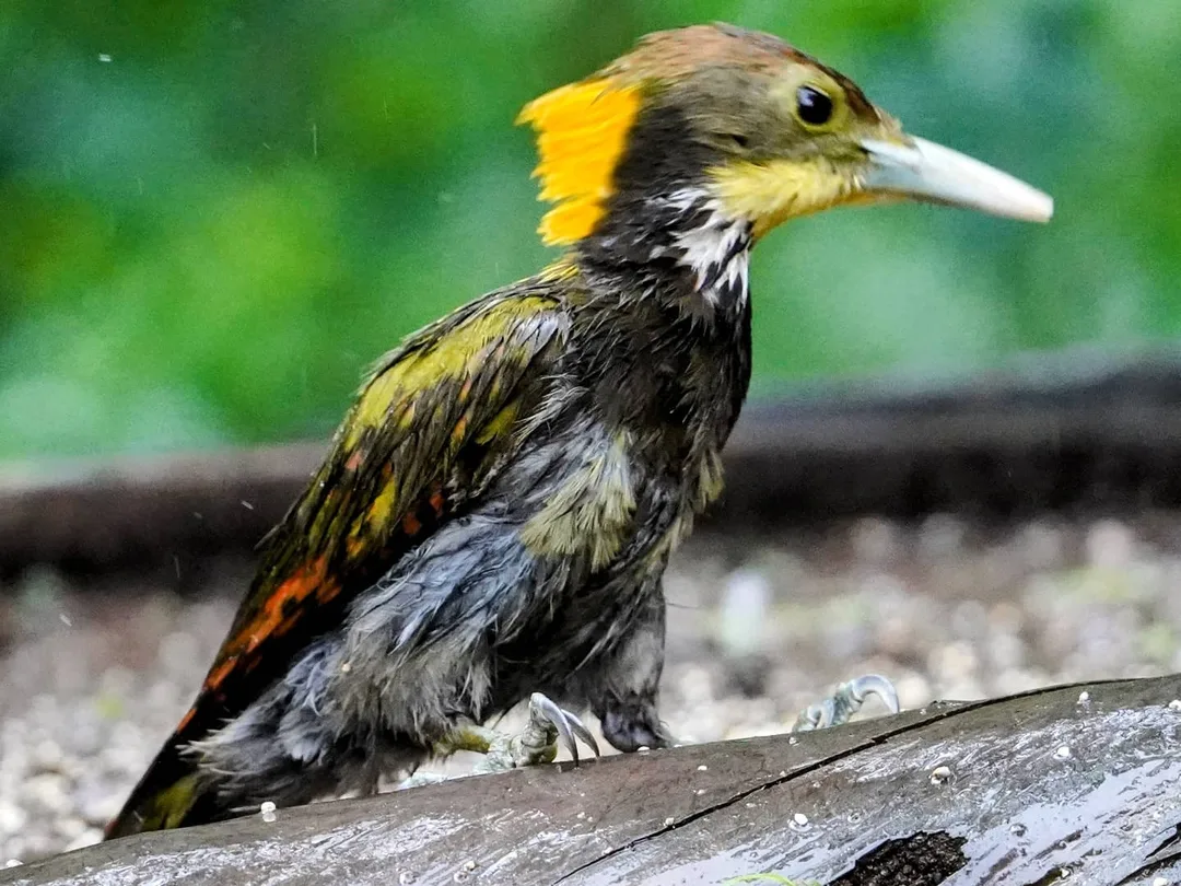 See, bite, gobble.

These pictures of the lesser yellowpane were taken at what is called a "hide". After all the traipsing through rainy Uttarakhand forests with leeches and bugs h
