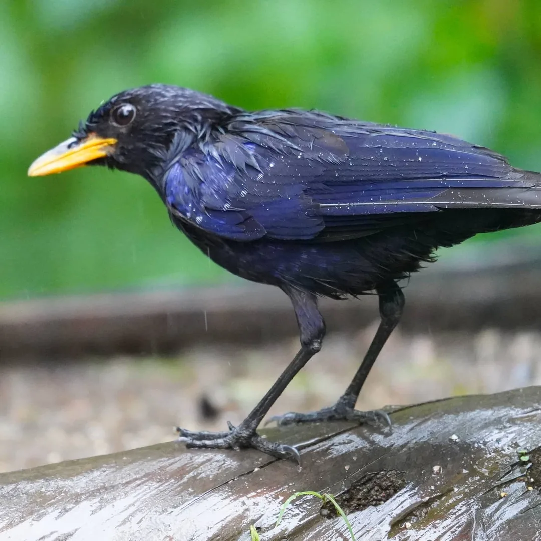 Blue Whisting-thrush. Again, not a crow as you might assume.